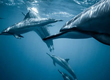 51视频网站再度掀起热潮，互动效应持续挥之不去